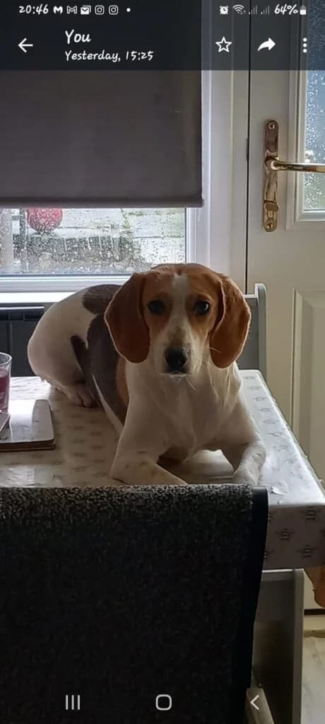 Kara, female 6yo Mixed Breed for adoption at Almost Home Animal Rescue NI, Belfast