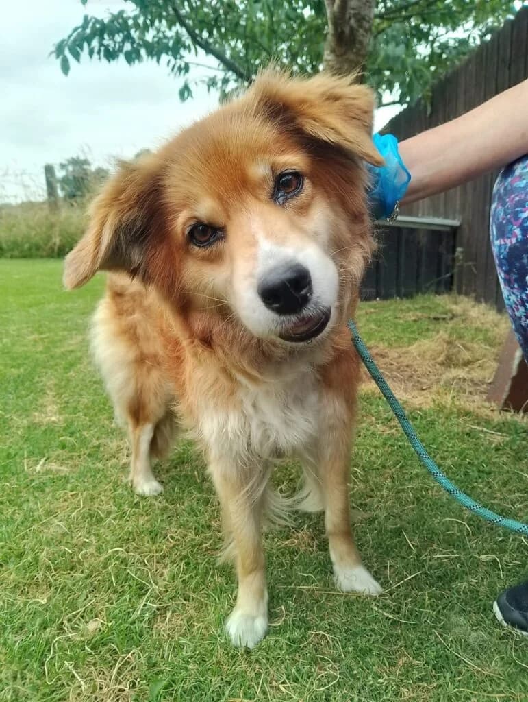 Kara (collie x), female Mixed Breed for adoption at Almost Home Animal Rescue NI, Belfast