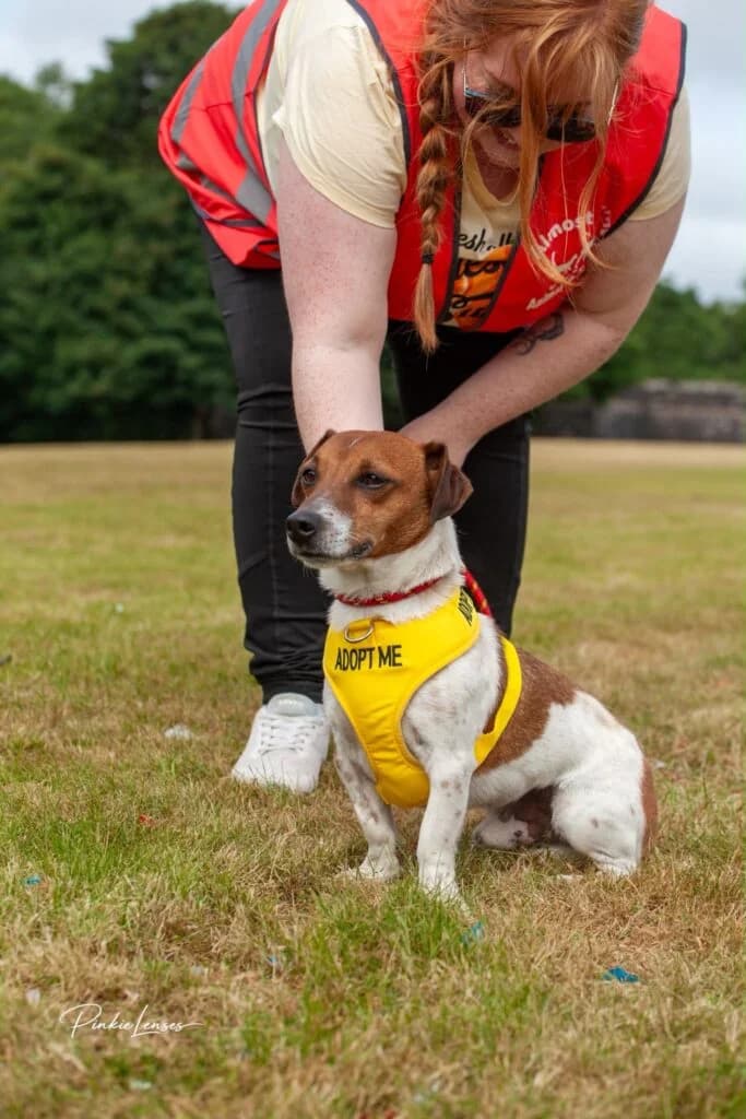 Koby, male Mixed Breed for adoption at Almost Home Animal Rescue NI, Belfast