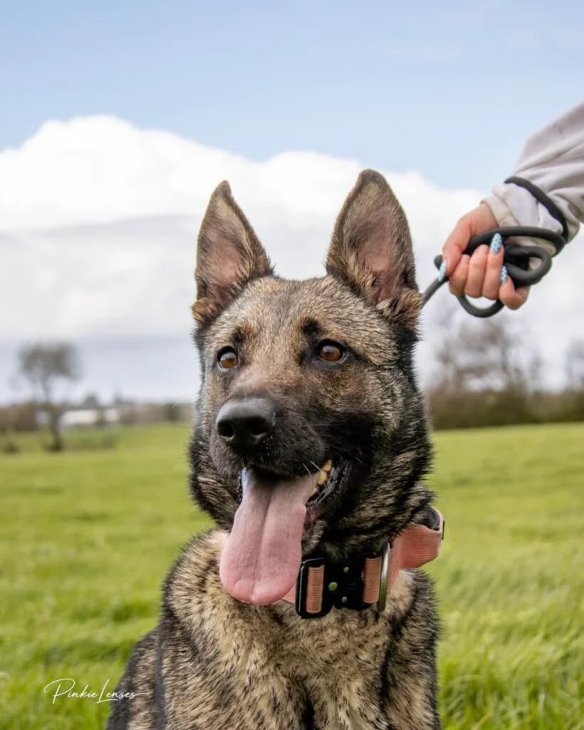 Koda (Malinios x), female 3yo Mixed Breed for adoption at Almost Home Animal Rescue NI, Belfast