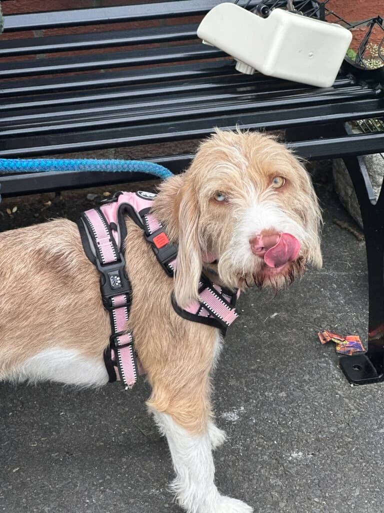Lady, female Mixed Breed for adoption at Almost Home Animal Rescue NI, Belfast