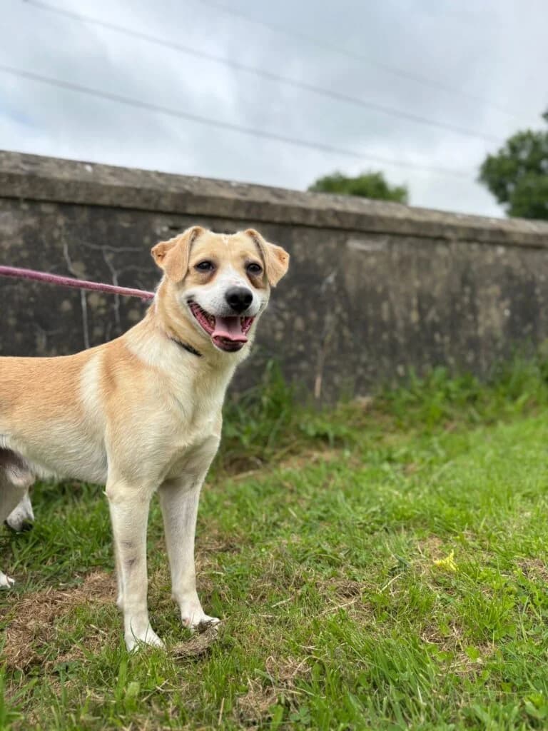 Larry, male Mixed Breed for adoption at Almost Home Animal Rescue NI, Belfast