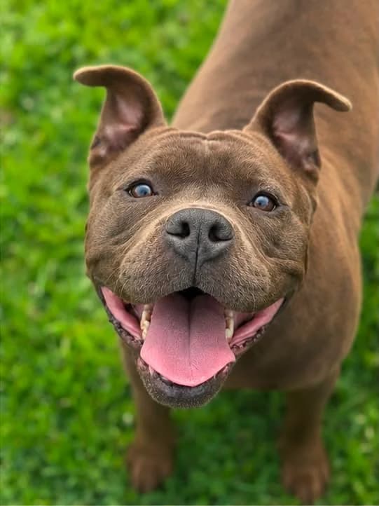 Lexi, female Mixed Breed for adoption at Almost Home Animal Rescue NI, Belfast