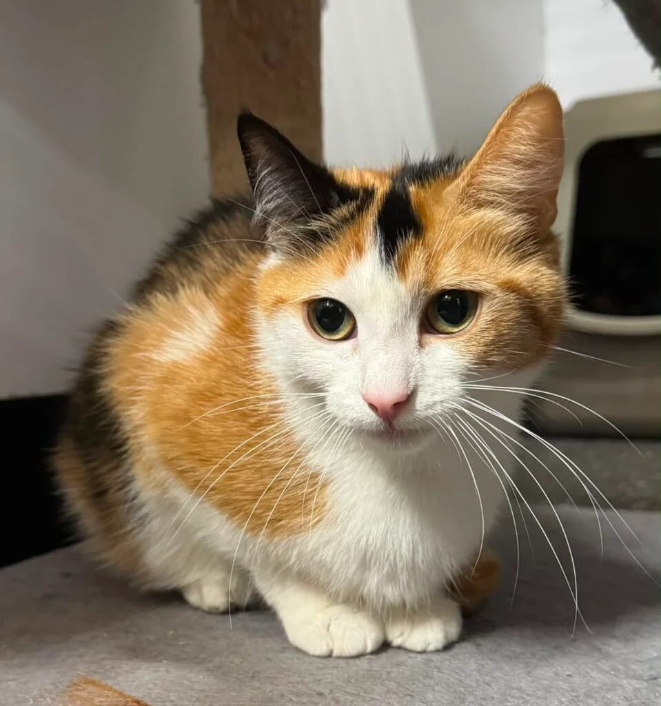 Lila, female Mixed Breed for adoption at Almost Home Animal Rescue NI, Belfast