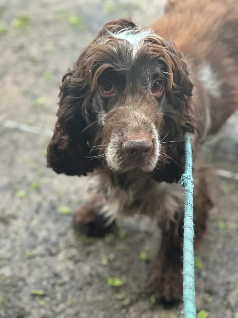 Lincoln, male senior Mixed Breed for adoption at Almost Home Animal Rescue NI, Belfast