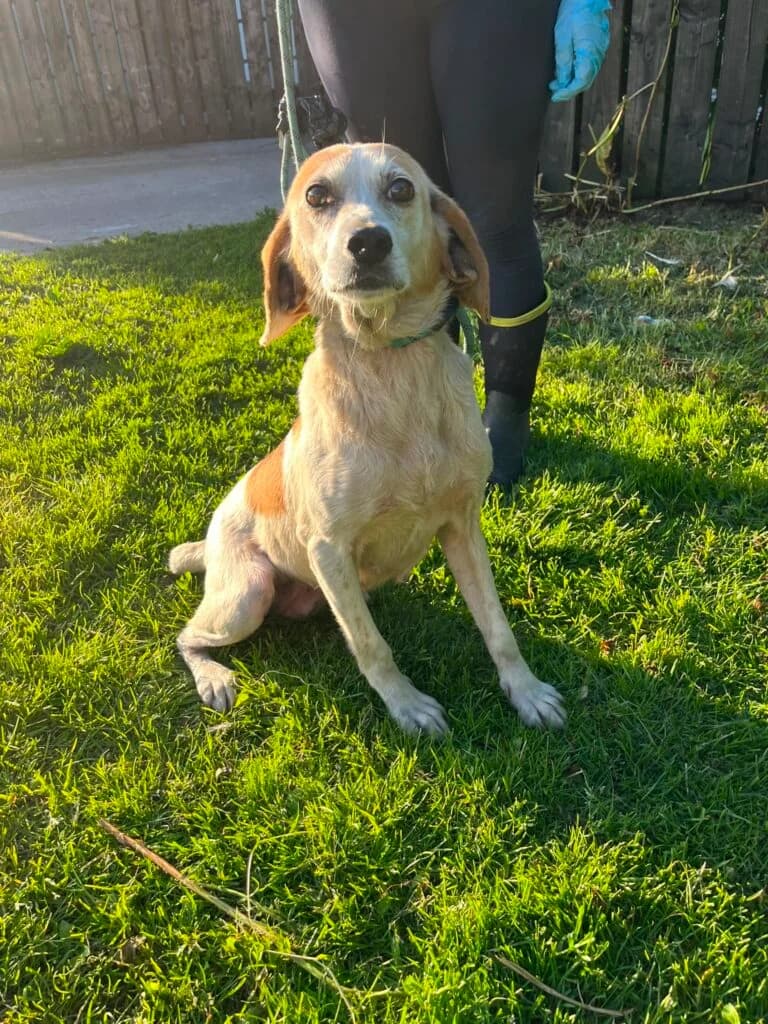 Lola, female Mixed Breed for adoption at Almost Home Animal Rescue NI, Belfast