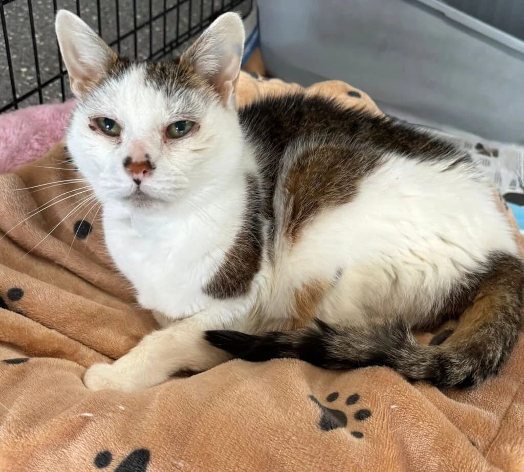 Lola, female senior Mixed Breed for adoption at Almost Home Animal Rescue NI, Belfast