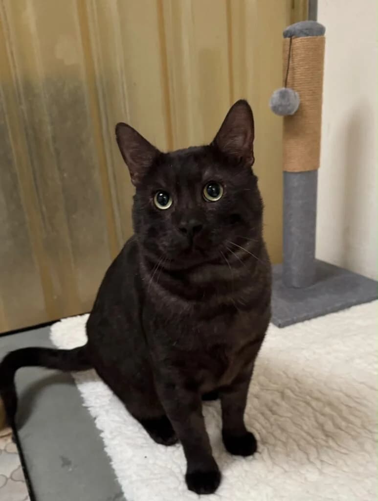 Lord Ashbourne, male Mixed Breed for adoption at Almost Home Animal Rescue NI, Belfast