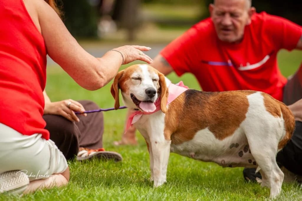Lottie, female 7yo Mixed Breed for adoption at Almost Home Animal Rescue NI, Belfast