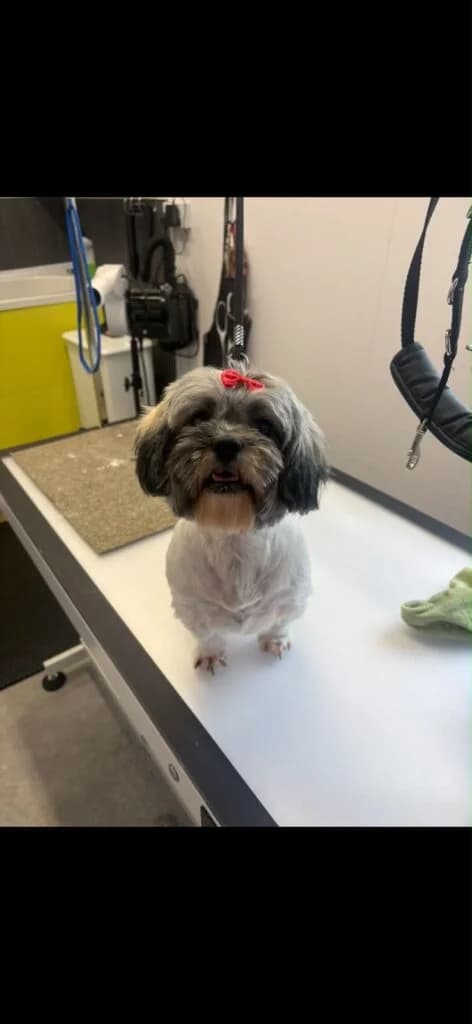 Lulu, female 3yo Mixed Breed for adoption at Almost Home Animal Rescue NI, Belfast