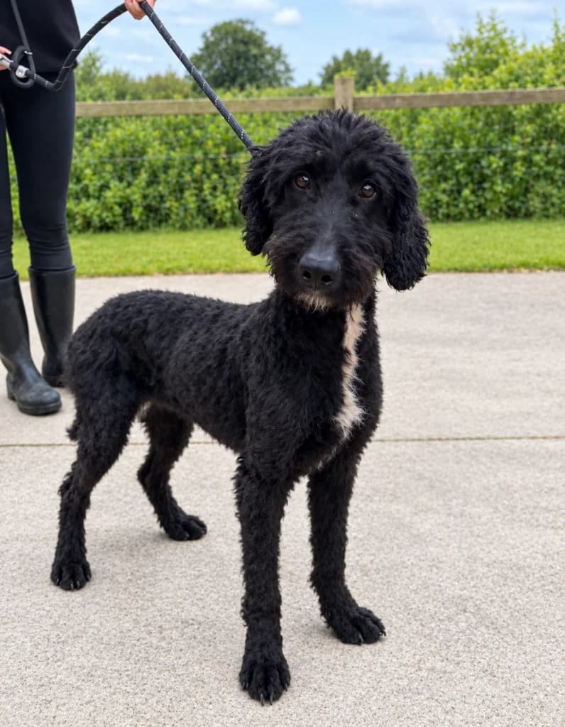 Magic, female Mixed Breed for adoption at Almost Home Animal Rescue NI, Belfast