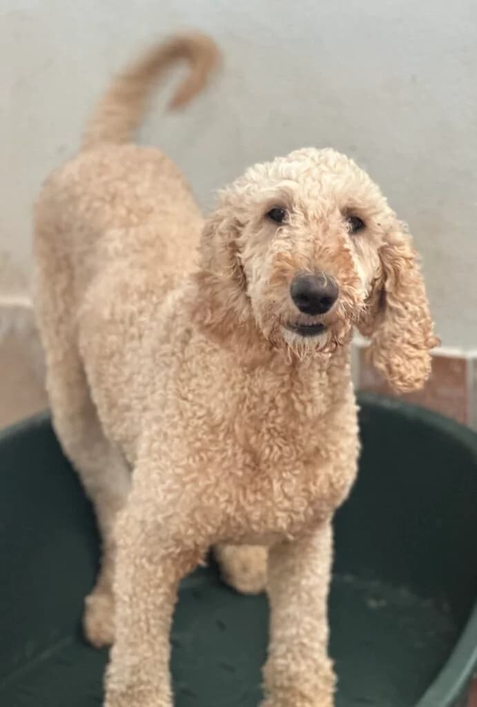 Mallow, female Mixed Breed for adoption at Almost Home Animal Rescue NI, Belfast