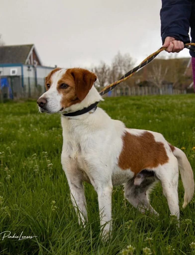 Marshall, male Mixed Breed for adoption at Almost Home Animal Rescue NI, Belfast