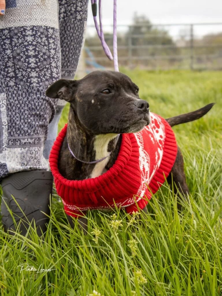 Megan, female 4yo Mixed Breed for adoption at Almost Home Animal Rescue NI, Belfast