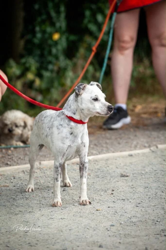 Midge, female Mixed Breed for adoption at Almost Home Animal Rescue NI, Belfast