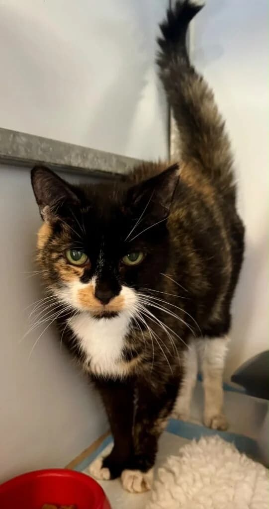 Millie, female Mixed Breed for adoption at Almost Home Animal Rescue NI, Belfast