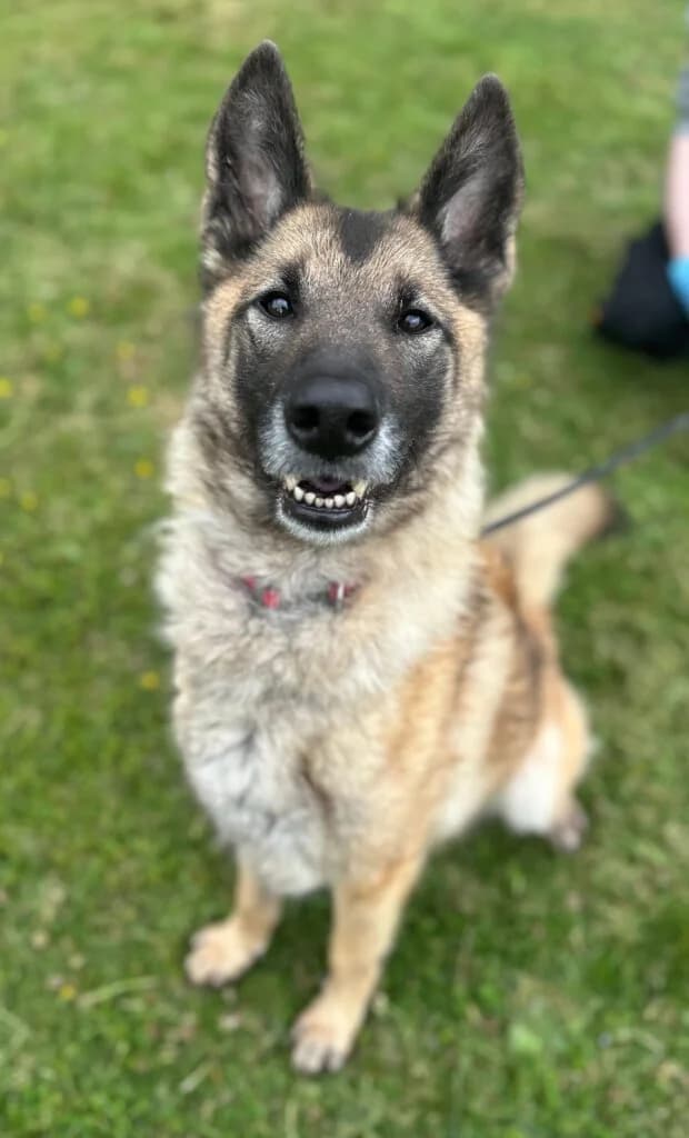Misha, female Mixed Breed for adoption at Almost Home Animal Rescue NI, Belfast