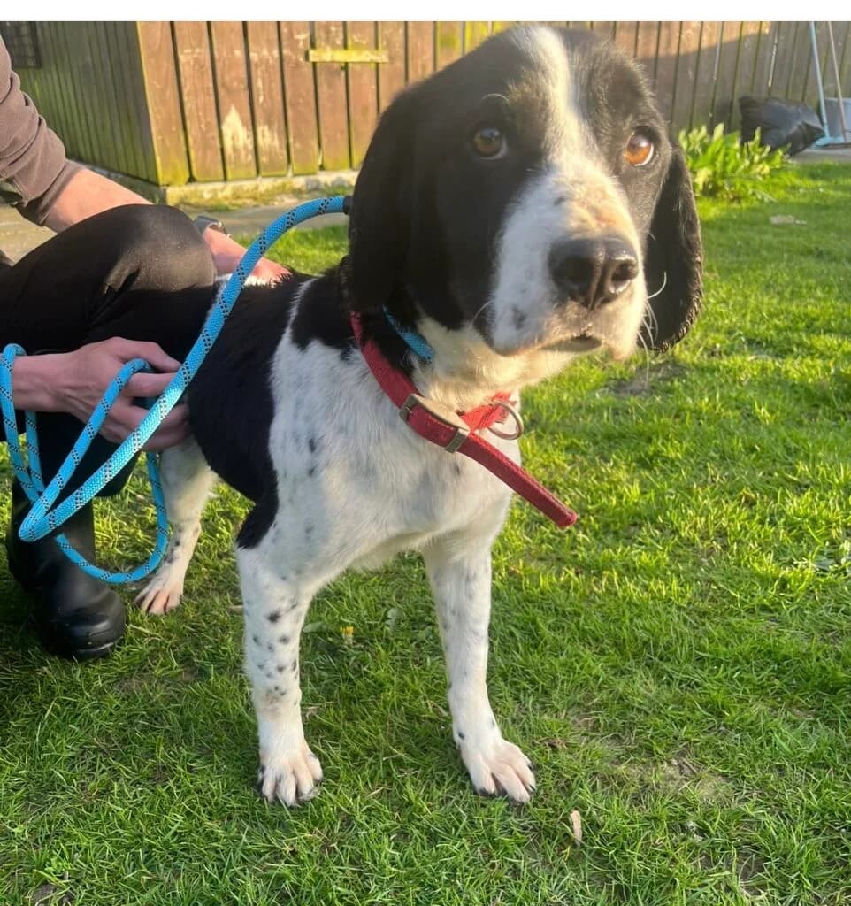 Missy, female Mixed Breed for adoption at Almost Home Animal Rescue NI, Belfast