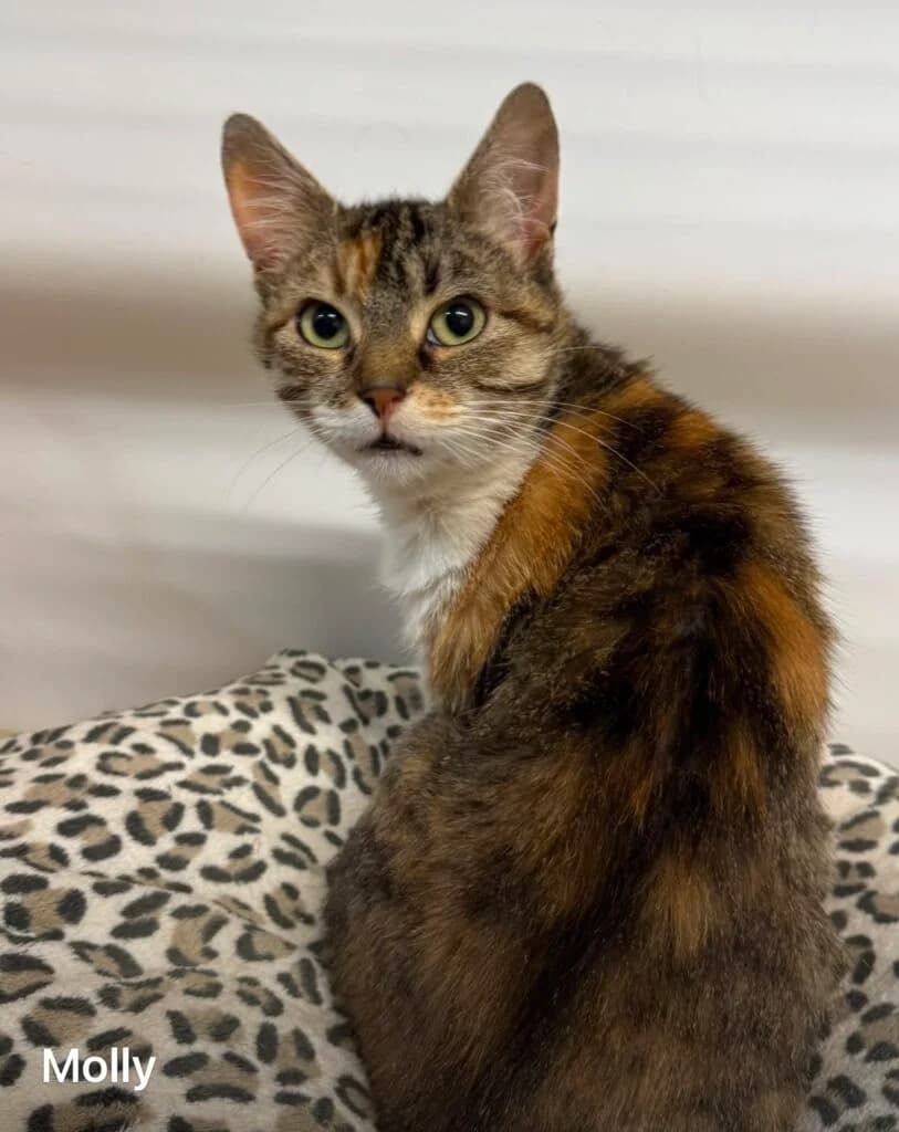 Molly, female Mixed Breed for adoption at Almost Home Animal Rescue NI, Belfast