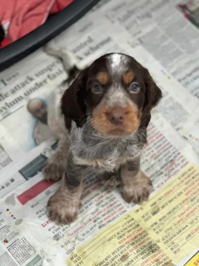Monti, male puppy Mixed Breed for adoption at Almost Home Animal Rescue NI, Belfast