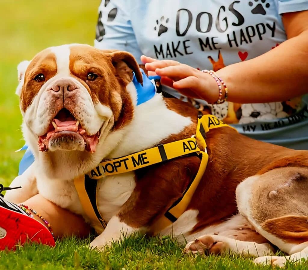 Mr Biggie, male senior Mixed Breed for adoption at Almost Home Animal Rescue NI, Belfast