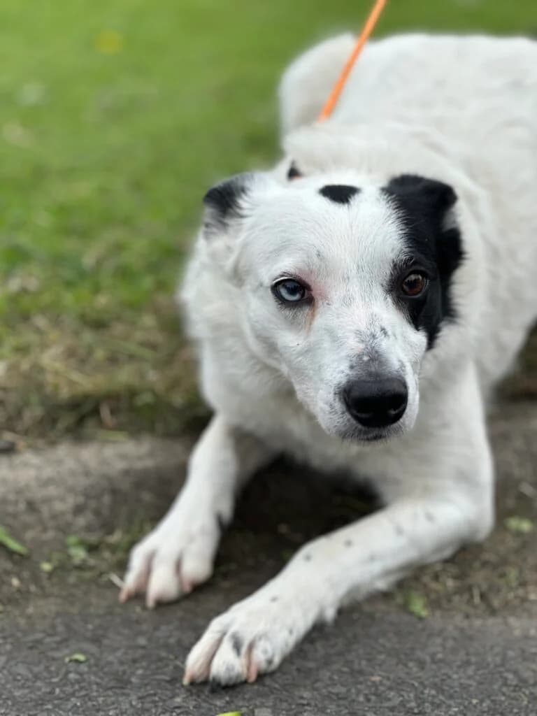 Nellie, female Mixed Breed for adoption at Almost Home Animal Rescue NI, Belfast