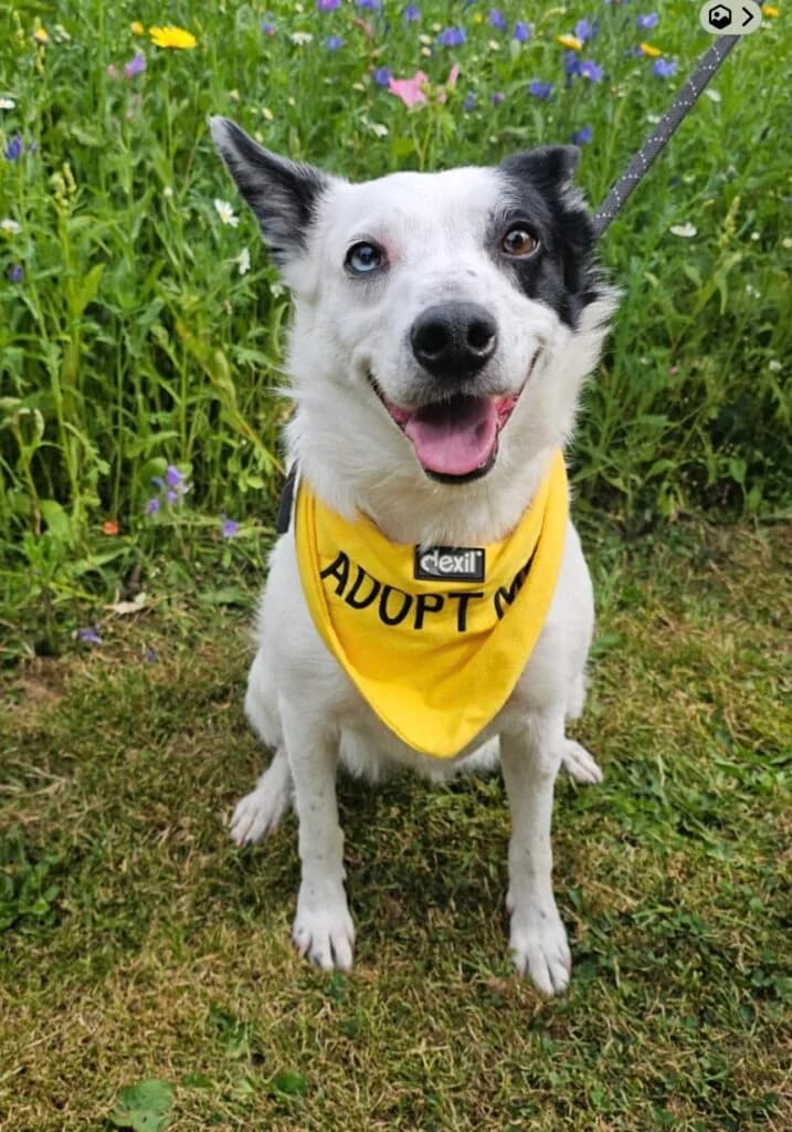 Nellie, female Mixed Breed for adoption at Almost Home Animal Rescue NI, Belfast