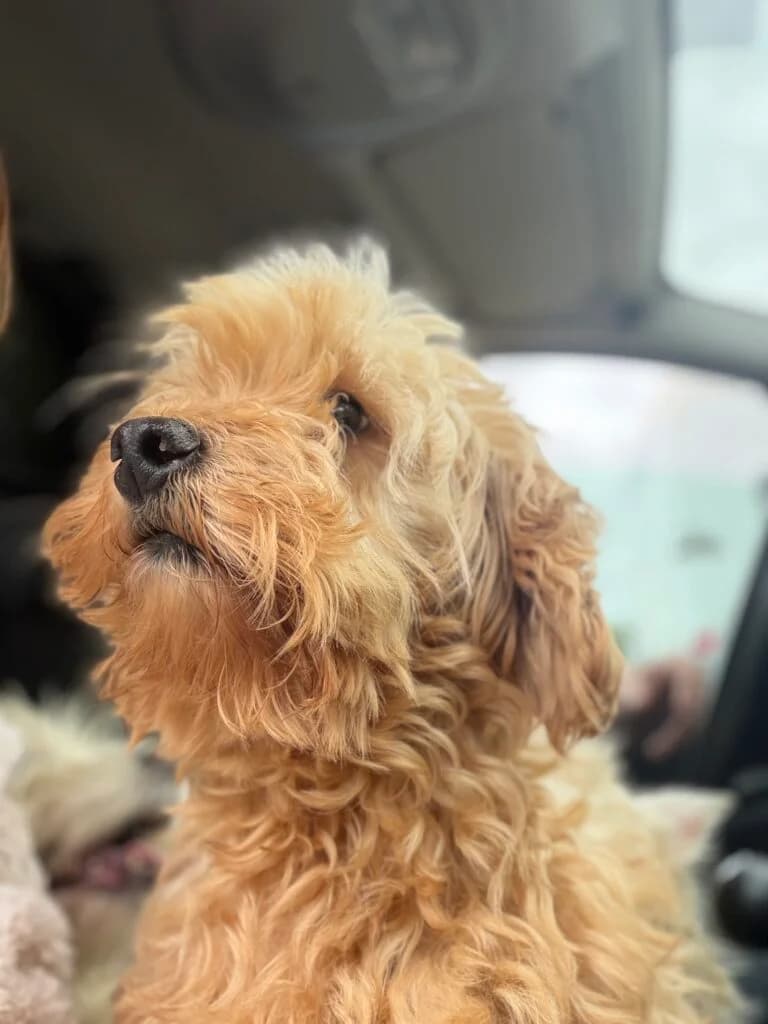 Nora, female young Mixed Breed for adoption at Almost Home Animal Rescue NI, Belfast