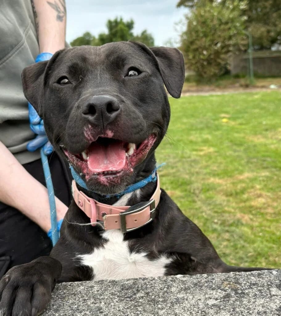 Olive, female 3yo Mixed Breed for adoption at Almost Home Animal Rescue NI, Belfast