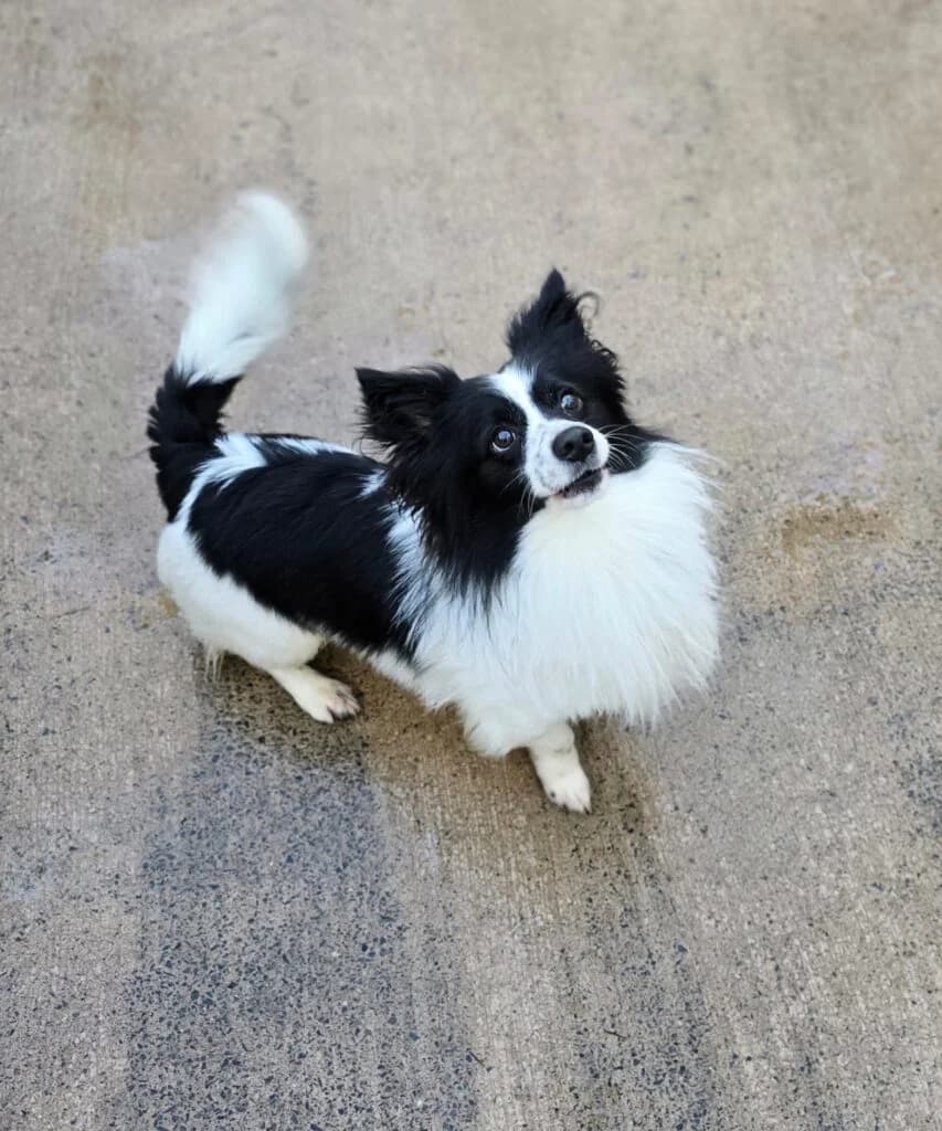 Oreo, male Mixed Breed for adoption at Almost Home Animal Rescue NI, Belfast