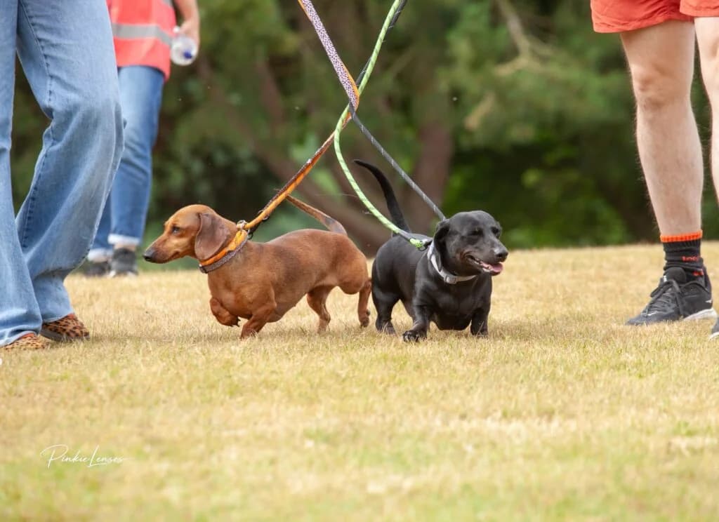Pancake & Betty, female 3yo Mixed Breed for adoption at Almost Home Animal Rescue NI, Belfast