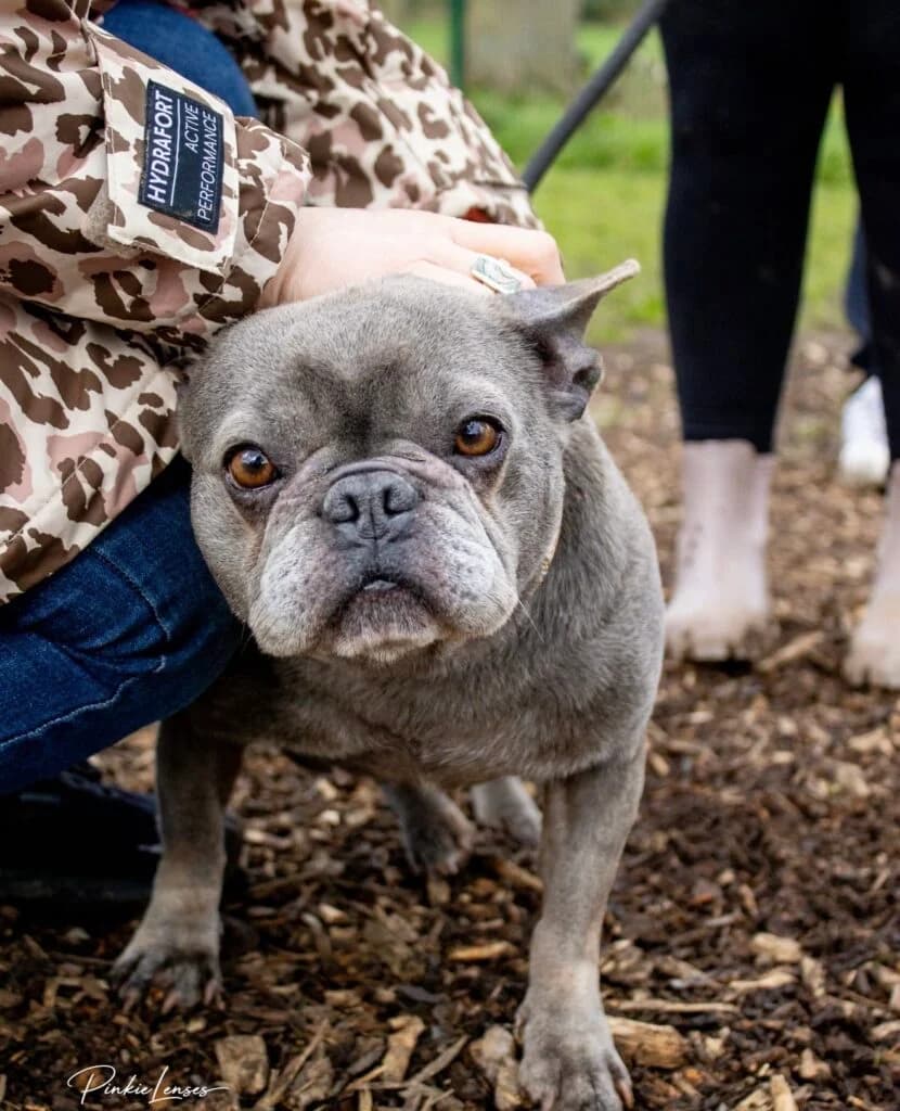Paris, female Mixed Breed for adoption at Almost Home Animal Rescue NI, Belfast