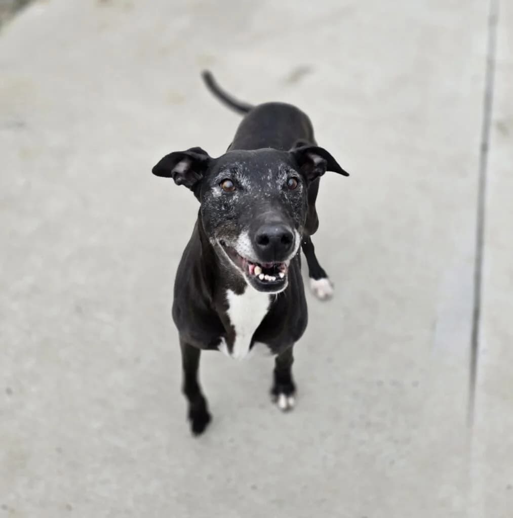 Penelope, female Mixed Breed for adoption at Almost Home Animal Rescue NI, Belfast