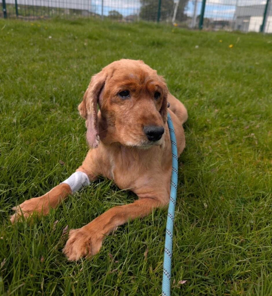 Phoebe, female 7yo Mixed Breed for adoption at Almost Home Animal Rescue NI, Belfast