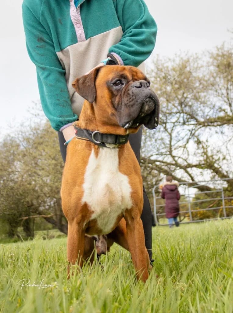 Ralph, male Mixed Breed for adoption at Almost Home Animal Rescue NI, Belfast