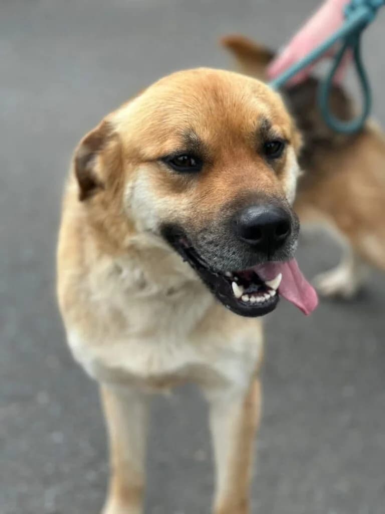 Ralph, male 5yo Mixed Breed for adoption at Almost Home Animal Rescue NI, Belfast