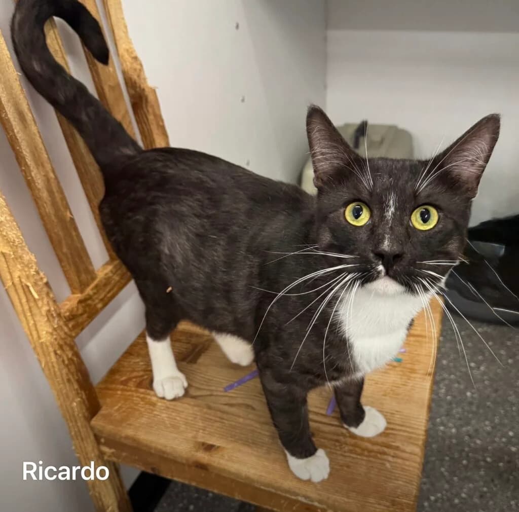 Ricardo, male Mixed Breed for adoption at Almost Home Animal Rescue NI, Belfast