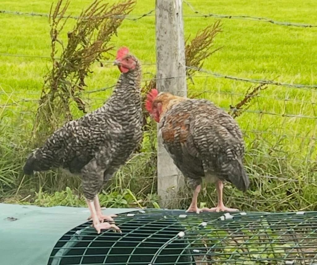 Roosters and hens (5 months), puppy Mixed Breed for adoption at Almost Home Animal Rescue NI, Belfast