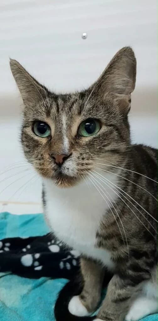 Priya, female Mixed Breed for adoption at Almost Home Animal Rescue NI, Belfast