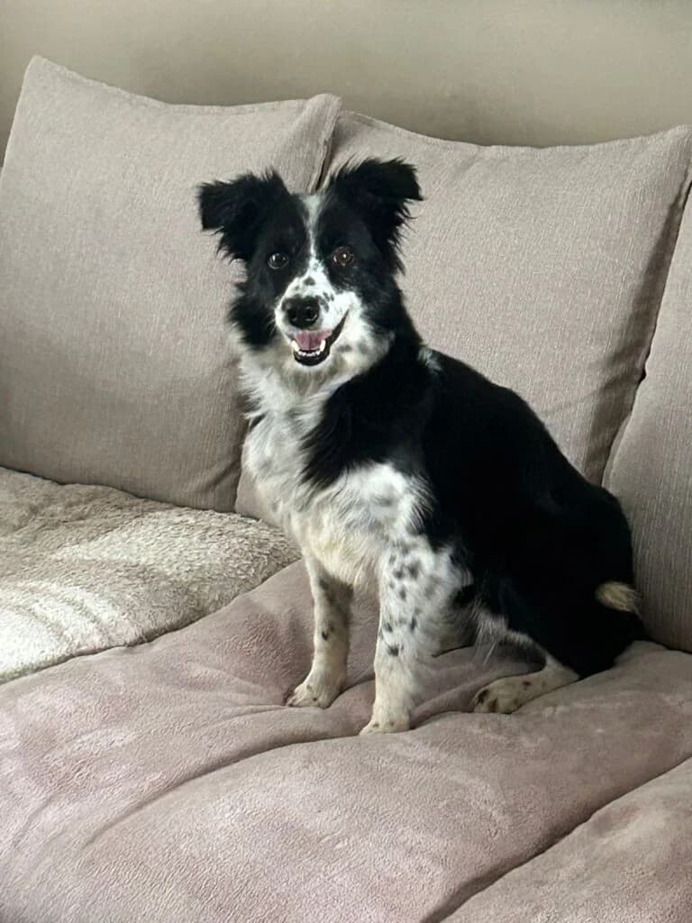 Ruby (collie x), female 5yo Mixed Breed for adoption at Almost Home Animal Rescue NI, Belfast