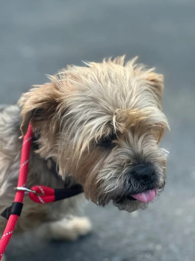 Ruby (yorkie), female 5yo Mixed Breed for adoption at Almost Home Animal Rescue NI, Belfast