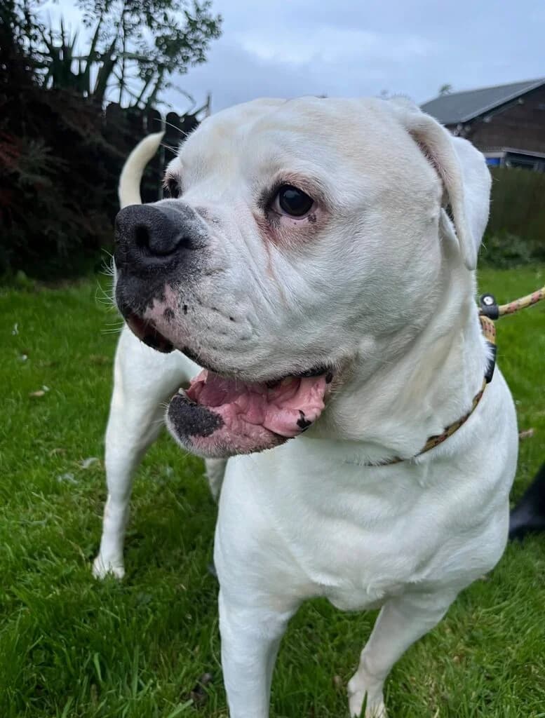 Sadie, female senior Mixed Breed for adoption at Almost Home Animal Rescue NI, Belfast