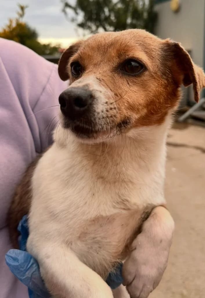 Scruff, male Mixed Breed for adoption at Almost Home Animal Rescue NI, Belfast