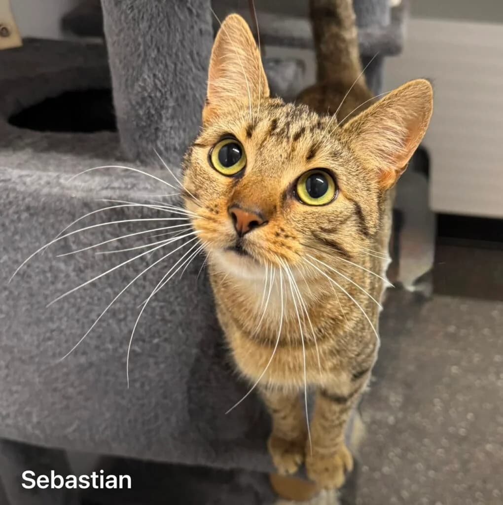 Sebastian, male Mixed Breed for adoption at Almost Home Animal Rescue NI, Belfast