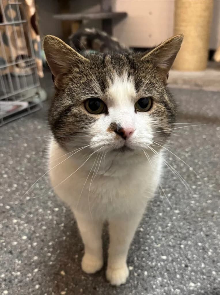 Silver, male Mixed Breed for adoption at Almost Home Animal Rescue NI, Belfast