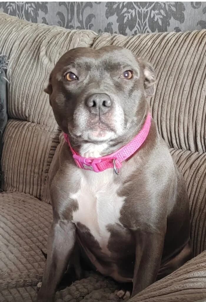 Skye, female Mixed Breed for adoption at Almost Home Animal Rescue NI, Belfast