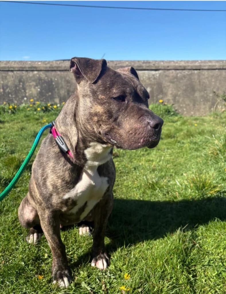 Smokey, female Mixed Breed for adoption at Almost Home Animal Rescue NI, Belfast