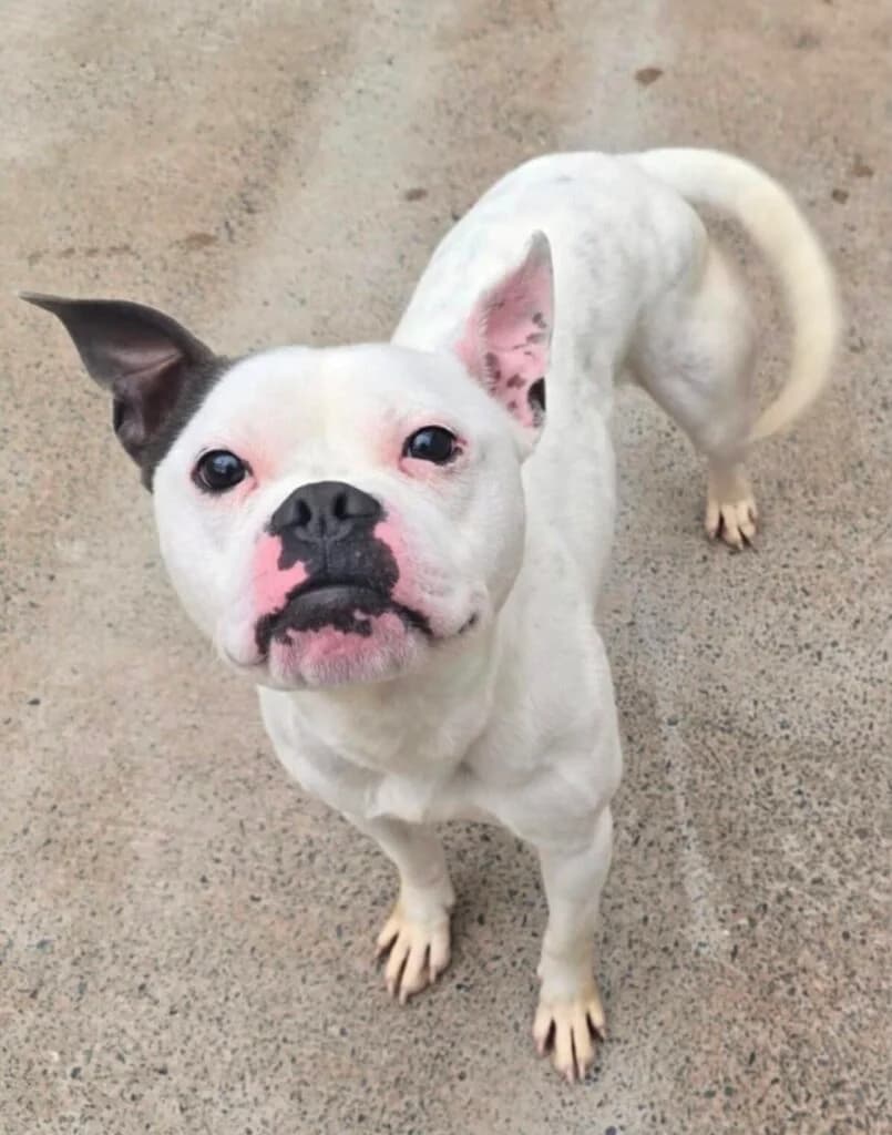 Snoop (staff x), male Mixed Breed for adoption at Almost Home Animal Rescue NI, Belfast