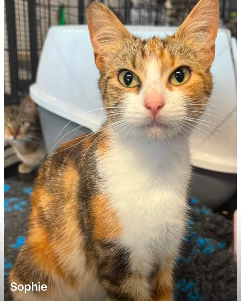 Sophie, female Mixed Breed for adoption at Almost Home Animal Rescue NI, Belfast