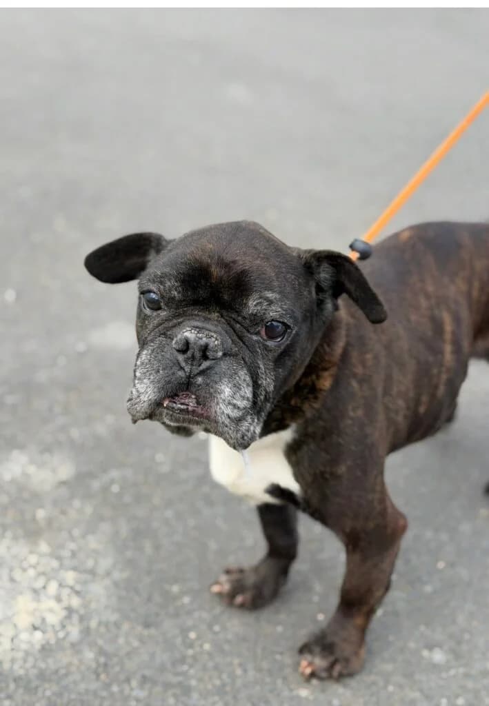 Spike, male Mixed Breed for adoption at Almost Home Animal Rescue NI, Belfast